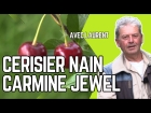 Le cerisier nain, idal pour les petits jardins et les balcons