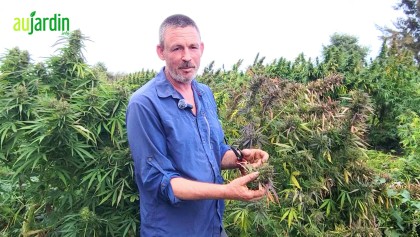 Le chanvre bien-�tre, entre champs et bienfaits : immersion dans une fili�re en plein essor