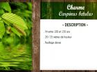 Charme, Carpinus betulus : fiche botanique
