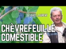 Le ch�vrefeuille comestible, un fruitier rustique facile � cultiver