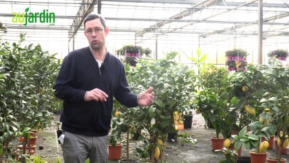 Chlorose des agrumes : comment soigner et faire reverdir votre citronnier ?