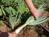 La ciboule, un oignon perp�tuel indispensable au potager