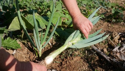 La ciboule, un oignon perp�tuel indispensable au potager