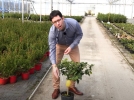 Le citronnier, comment russir sa culture pour obtenir des citrons ?