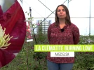 Cl�matite Burning Love, des fleurs rouges �clatantes