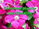 Comment planter une clmatite?