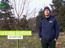 La cloque du pcher, comment la reconnatre et la traiter ?