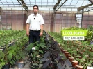 Le colocasia rustique, une exotique au superbe feuillage pour le jardin