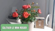 Comment choisir et entretenir un mini rosier ?