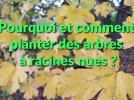 Comment et pourquoi planter un arbre ou arbuste  racines nues?