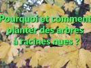 Comment et pourquoi planter un arbre ou arbuste � racines nues�?