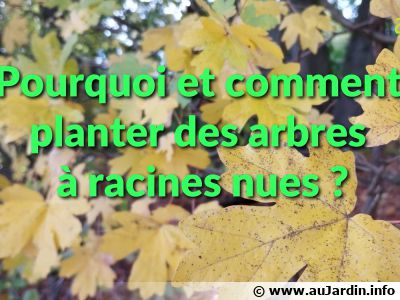Comment et pourquoi planter un arbre ou arbuste à racines nues ?
