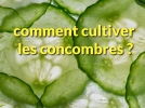 Comment cultiver le concombre ?