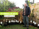 Le cornouiller mle, un petit fruitier facile de culture