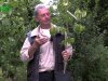 Le cornouiller mle Nieznyj, un fruitier prim aux multiples atouts