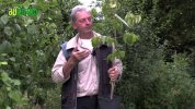 Le cornouiller mle Nieznyj, un fruitier prim aux multiples atouts
