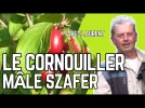 Le cornouiller m�le Szafer, un petit fruitier productif et rustique