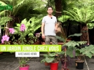 Quelles plantes pour crer un jardin jungle chez vous