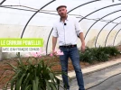 La Crinole de Powell, une vivace bulbeuse adapt�e � la s�cheresse