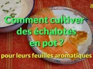 Comment cultiver les �chalotes en pot en hiver�pour profiter de ses feuilles aromatiques ?