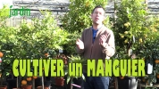 Cultiver des mangues en France, le pari russi du manguier Irwin