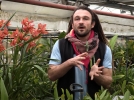Le Cymbidium, une orchide au fort dveloppement