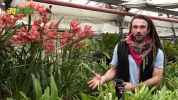 Le Cymbidium, une orchid�e au fort d�veloppement
