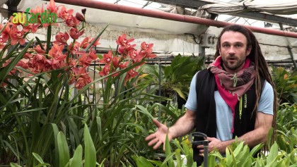 Le Cymbidium, une orchid�e au fort d�veloppement