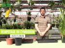 Rempotage et division du Cymbidium, une orchide au fort dveloppement