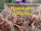 Plantation, rcolte, conservation, slection de l'chalote de printemps