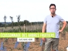 cussonnage d'un arbre fruitier (poirier)