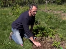 L'entretien du framboisier