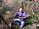 L'entretien des framboisiers  l'automne