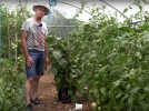 Entretien des plantations de lgumes sous serre