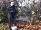 Quel entretien pour les arbres fruitiers aprs la rcolte ?