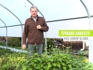 L'pinard arbustif, un lgume perptuel aux touffes comestibles