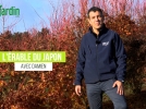 L'rable du Japon, un petit arbre trs ornemental