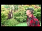 Les �rables japonais 