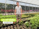 Erythrines, des plantes rsistantes  la scheresse