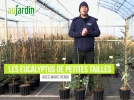 Des eucalyptus nains rustiques pour les petits jardins