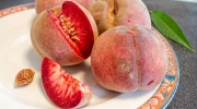 Comment faire germer des noyaux de p�che de vigne ?