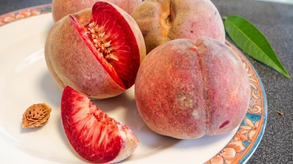 Comment faire germer des noyaux de p�che de vigne ?