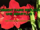 Comment faire refleurir l'Amaryllis ?