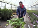 La plante lopard, une vivace aux feuilles graphiques et  la floraison hivernale
