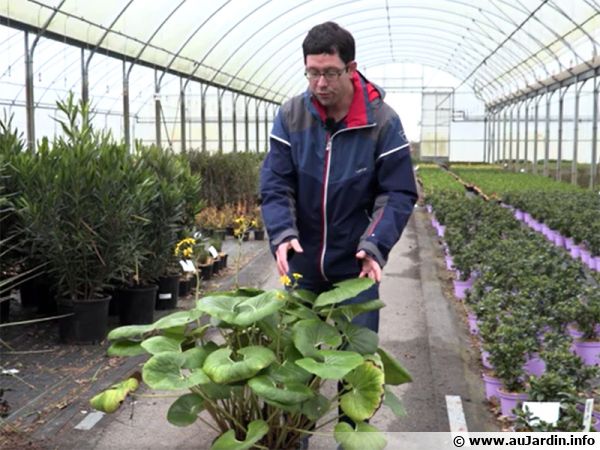 Au Jardin Conseils En Jardinage