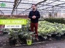 Fatsia japonica ou Aralia du Japon, une plante tr�s graphique