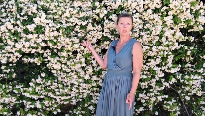 Le faux jasmin, une grimpante parfum�e et increvable pour habiller vos murs