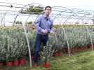 Le feijoa, culture du goyavier du Brsil