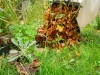 Les feuilles mortes, un cadeau pour le jardinier