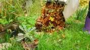 Les feuilles mortes, un cadeau pour le jardinier